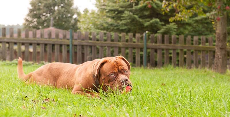 Bordeauxdogge liegt entspannt im Gras vor einem Holzzaun