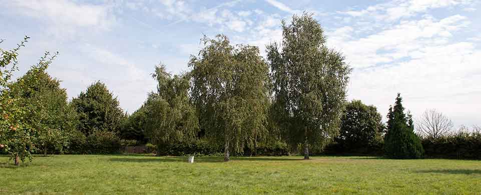 Große Spielwiese mit Birkengruppe unter blauem Himmel