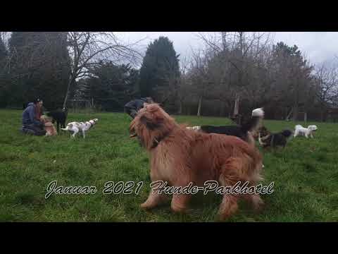 Standbild aus dem Video über die Hundetagesstätte
