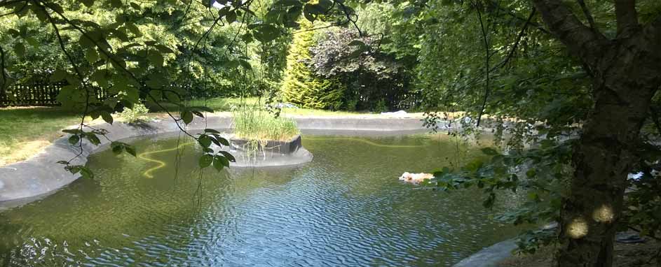 Hund schwimmt im angelegten Schwimmteich zwischen Uferbepflanzung
